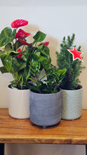 Load image into Gallery viewer, Plant and Pot Combos
