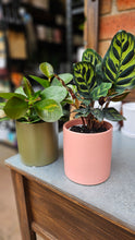 Load image into Gallery viewer, Plant and Pot Combos