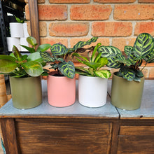 Load image into Gallery viewer, Plant and Pot Combos