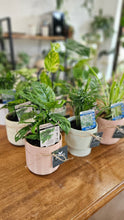Load image into Gallery viewer, Plant and Pot Combos