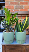 Load image into Gallery viewer, Plant and Pot Combos