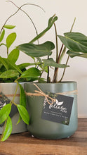 Load image into Gallery viewer, Plant and Pot Combos