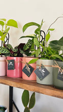 Load image into Gallery viewer, Plant and Pot Combos