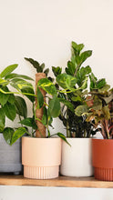 Load image into Gallery viewer, Plant and Pot Combos