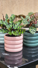 Load image into Gallery viewer, Plant and Pot Combos