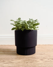 Load image into Gallery viewer, Culotta Black Pot