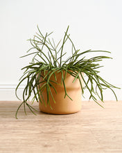 Load image into Gallery viewer, Elka Mimosa Pot