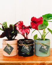 Load image into Gallery viewer, Plant and Pot Combos