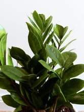 Load image into Gallery viewer, Zanzibar Gem 170mm