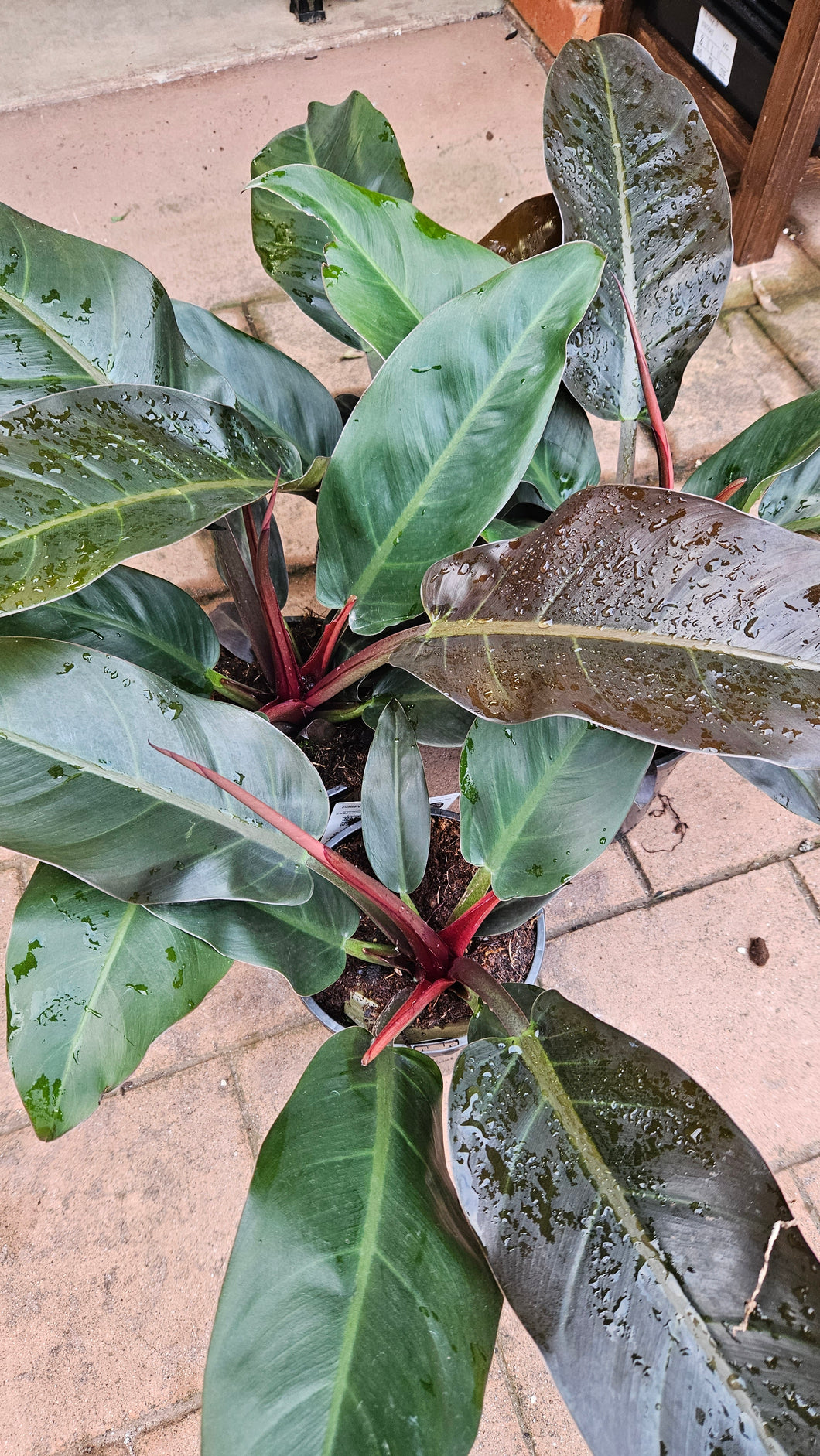 Red Congo Philodendron 170mm