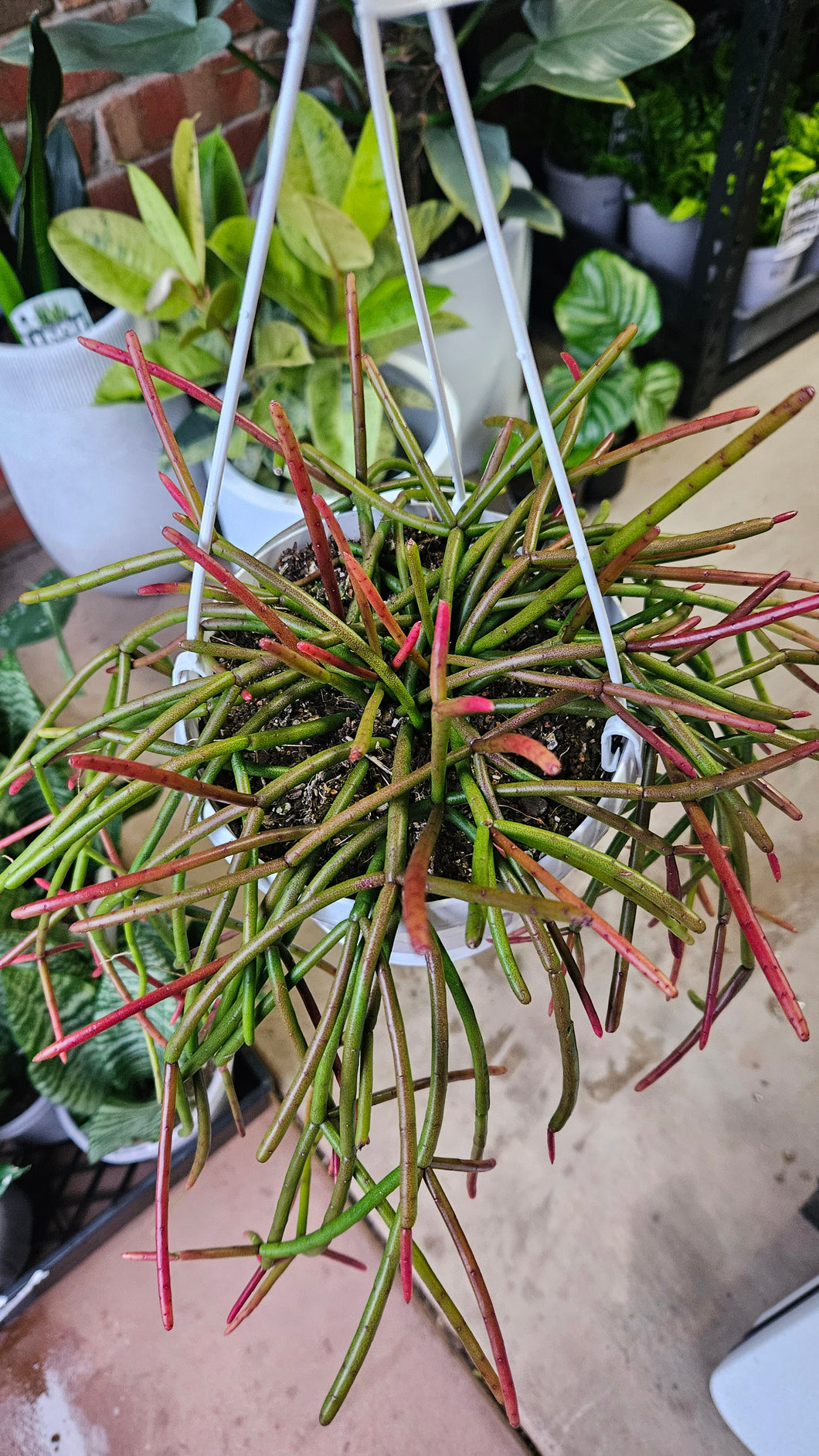 Rhipsalis Red Coral 160mm