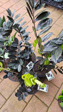 Load image into Gallery viewer, Zamioculcas Raven Black ZZ Plant 200mm
