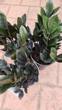 Load image into Gallery viewer, Jungle Warrior ZZ Plant 170mm
