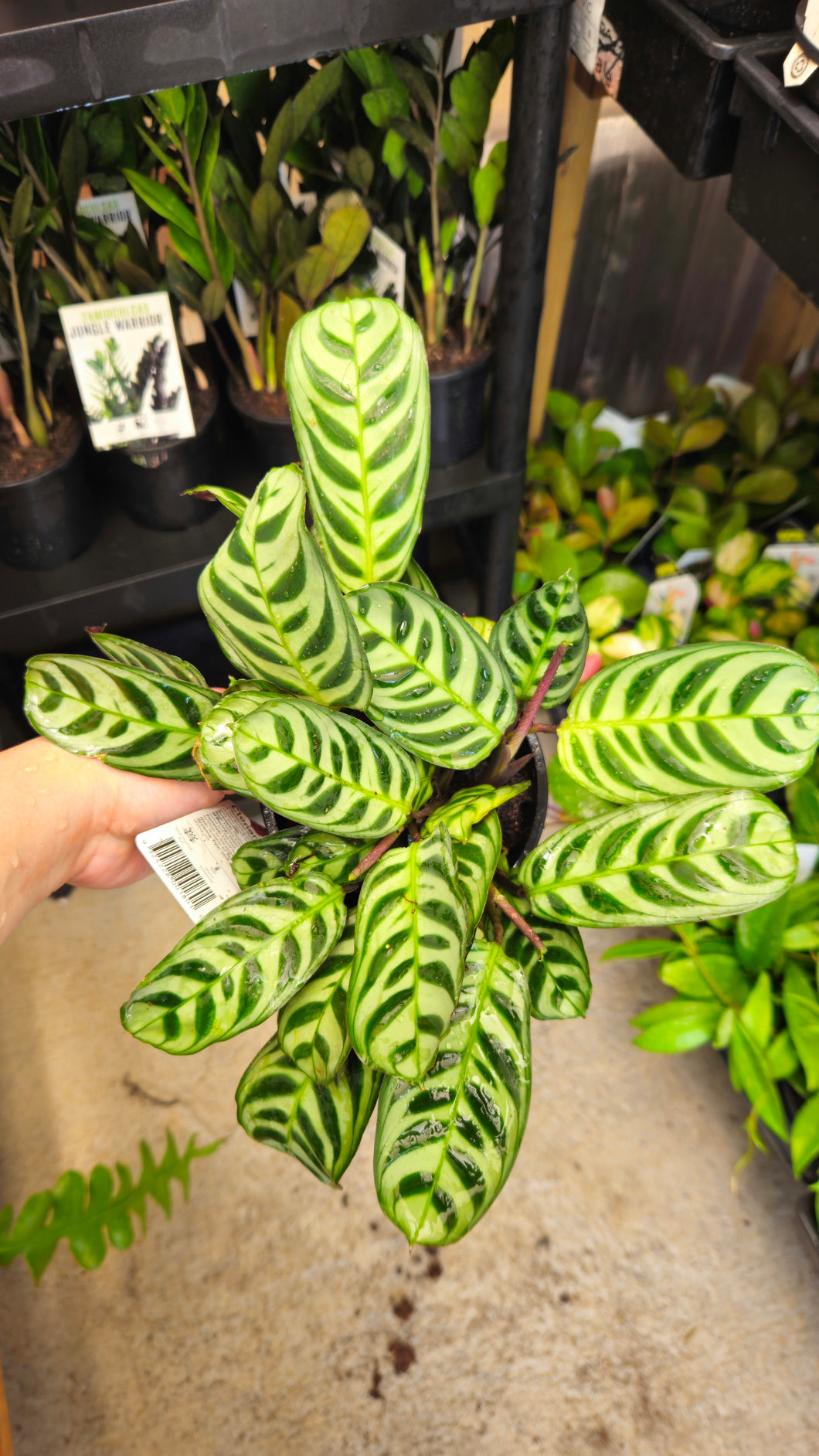 Ctenanthe Burle Marxii 130mm