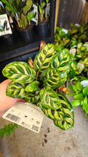 Load image into Gallery viewer, Calathea Makoyana Peacock
