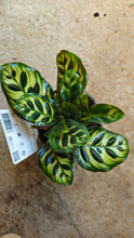 Load image into Gallery viewer, Calathea Makoyana Peacock
