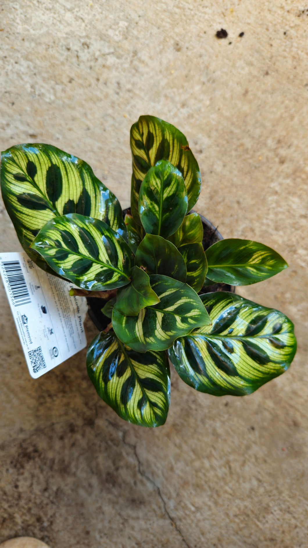 Calathea Makoyana Peacock