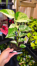 Load image into Gallery viewer, Marble Queen Epipremnum 130mm
