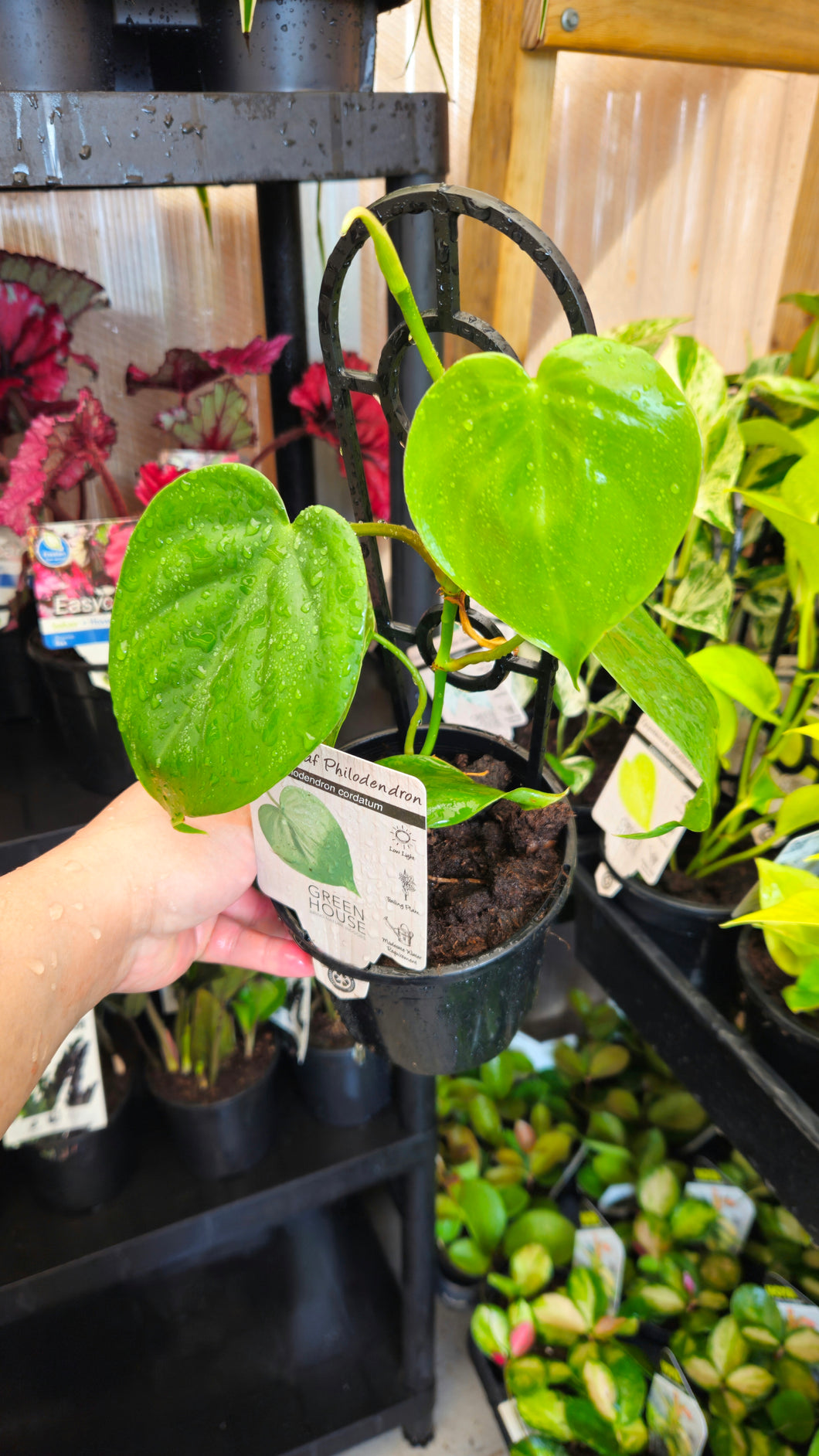 Heartleaf Philodendron 130mm