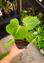 Load image into Gallery viewer, Philodendron Gloriosum 130mm
