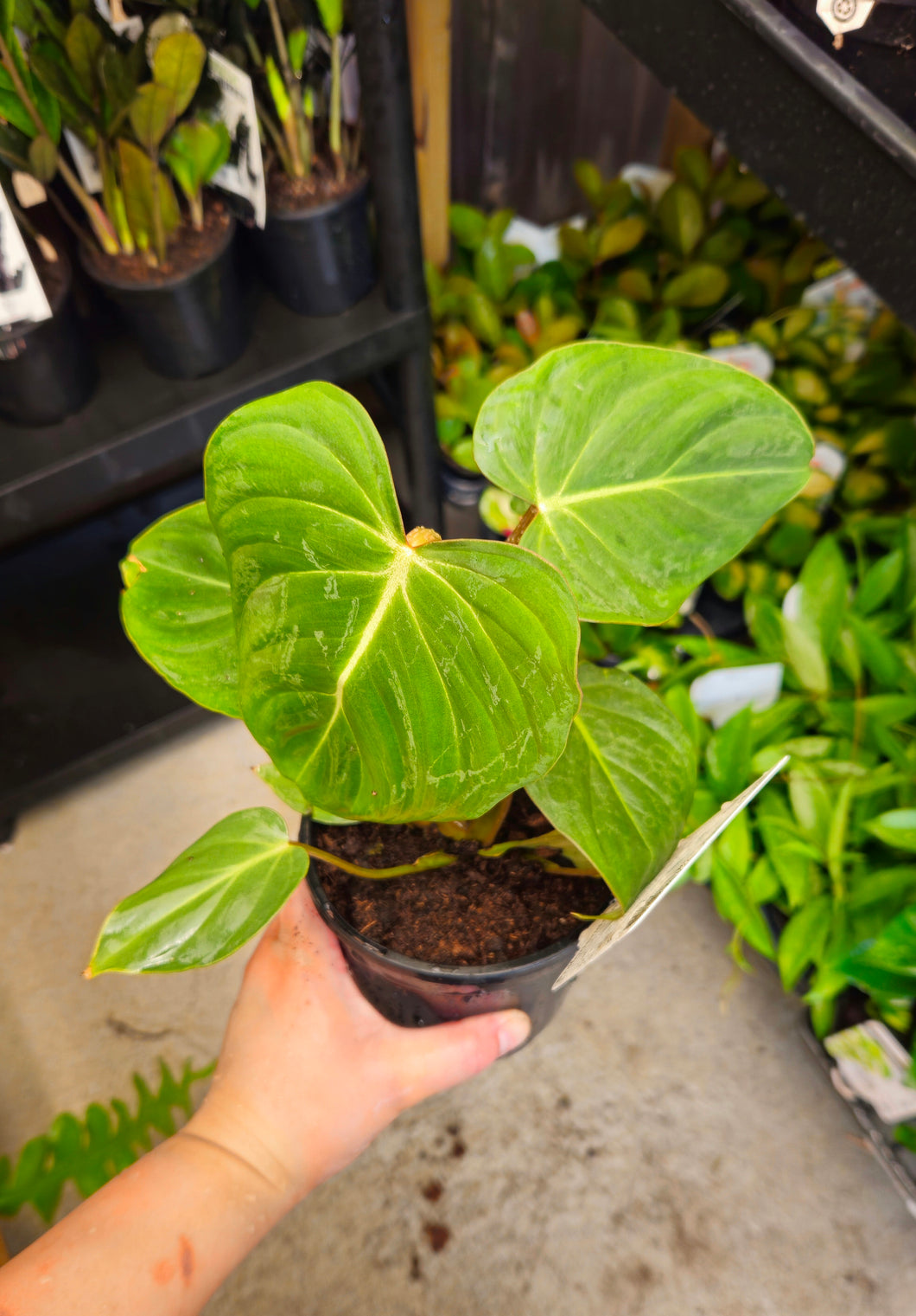 Philodendron Gloriosum 130mm