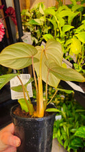 Load image into Gallery viewer, Philodendron Gloriosum 130mm
