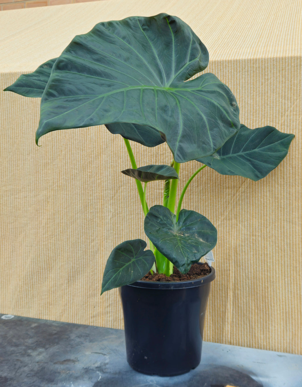 Alocasia Regal Shield 250mm