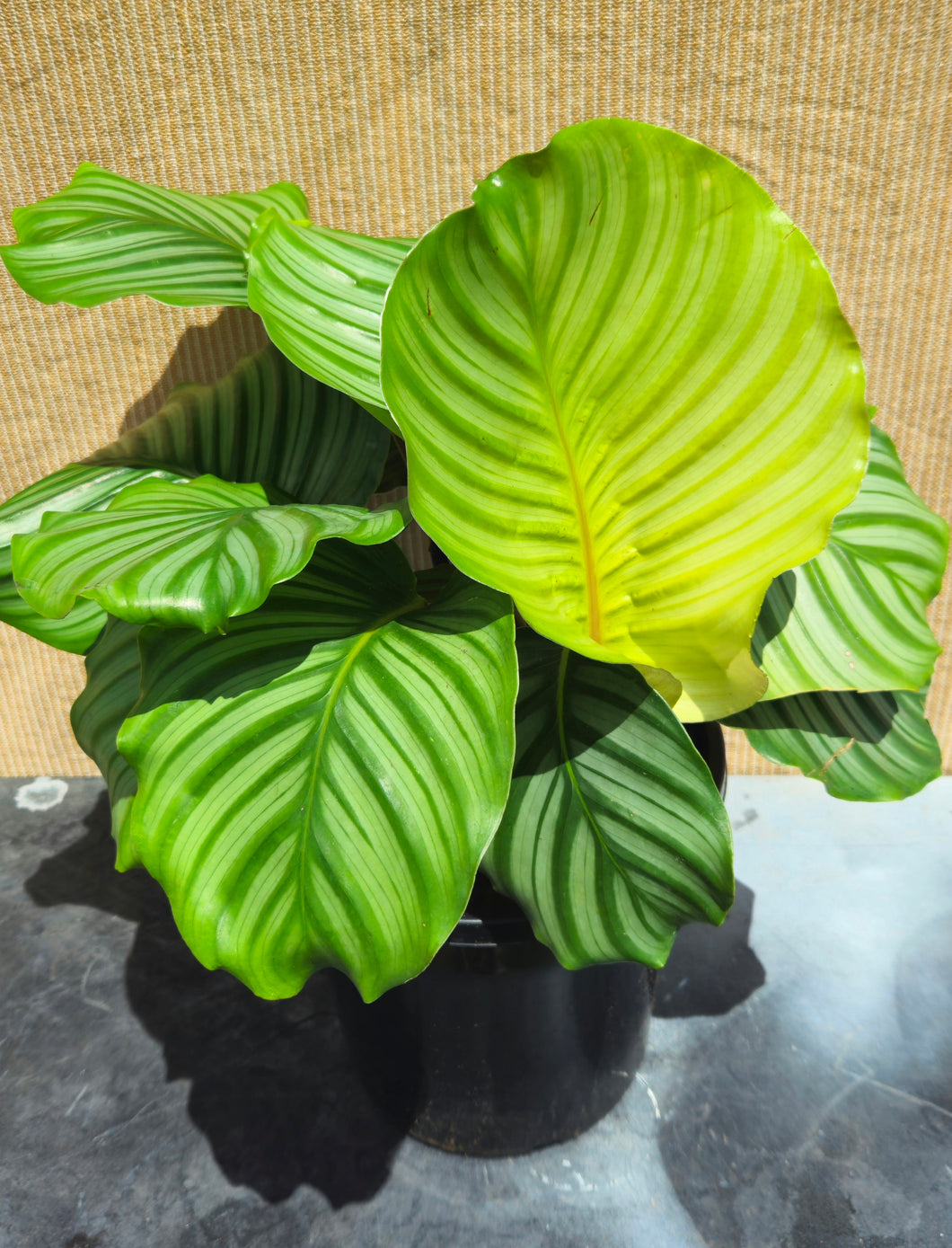 Calathea Orbifolia 250mm