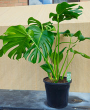 Load image into Gallery viewer, Monstera Deliciosa Fruit Salad Plant 250mm
