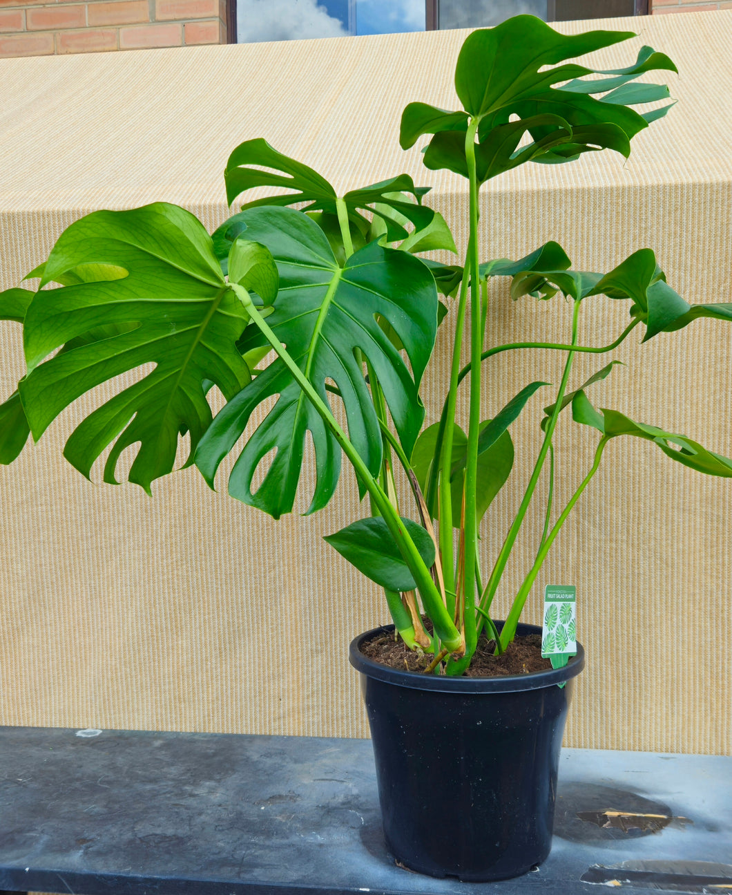 Monstera Deliciosa Fruit Salad Plant 250mm