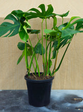 Load image into Gallery viewer, Monstera Deliciosa Fruit Salad Plant 250mm
