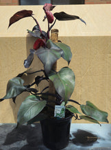 Load image into Gallery viewer, Climbing Red Philodendron 250mm
