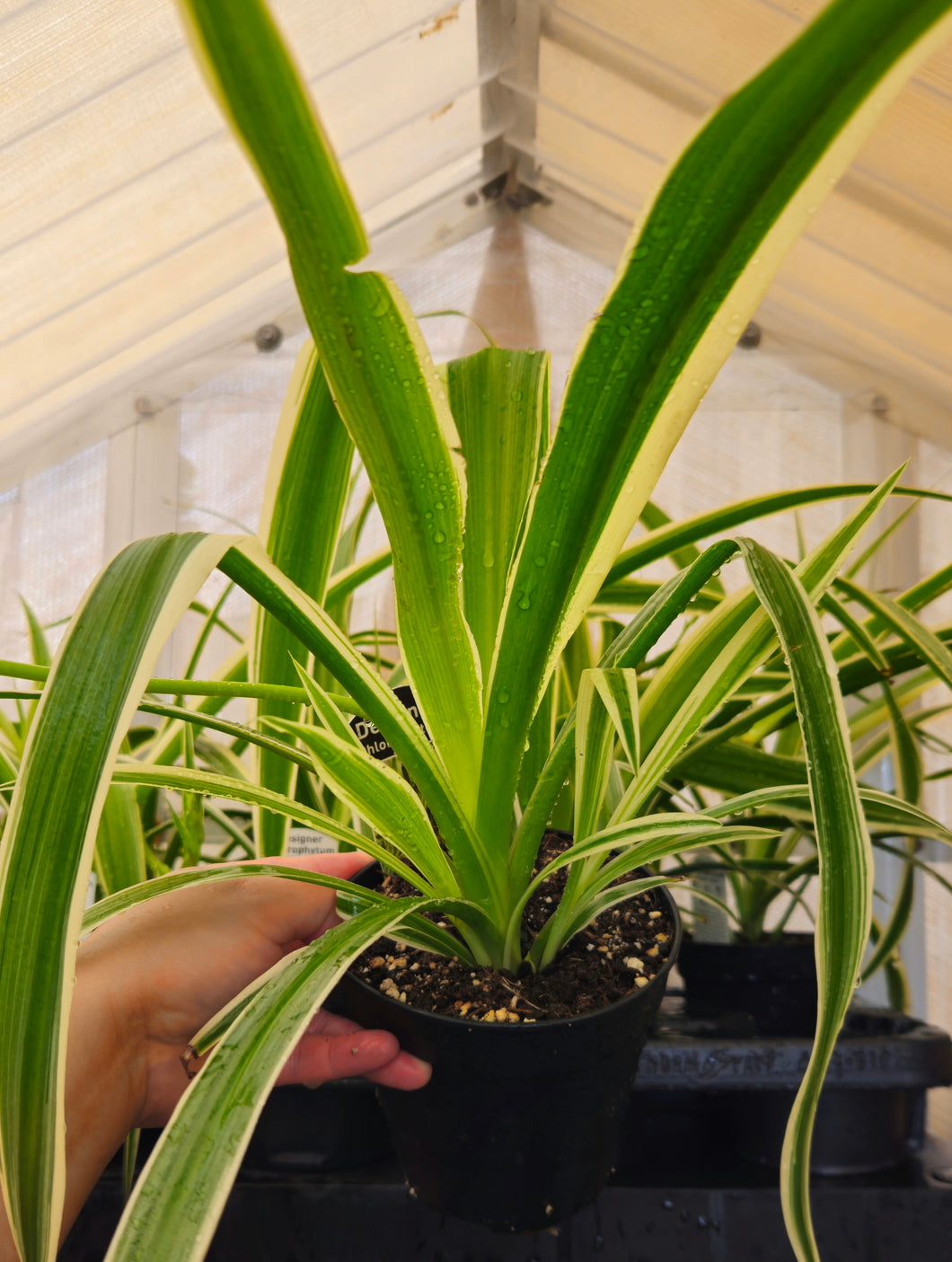 Chlorophytum Spider Plant 130mm