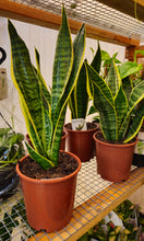 Load image into Gallery viewer, Sanseveria Trifaciata Laurentii 190mm/200mm
