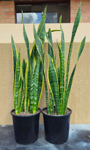 Load image into Gallery viewer, Sanseveria Trifaciata Laurentii 240mm
