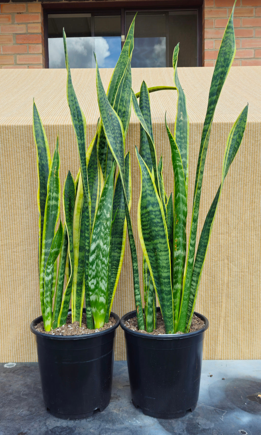 Sanseveria Trifaciata Laurentii 240mm