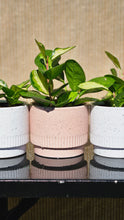 Load image into Gallery viewer, Plant and Pot Combos
