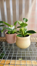 Load image into Gallery viewer, Plant and Pot Combos
