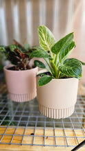 Load image into Gallery viewer, Plant and Pot Combos
