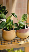 Load image into Gallery viewer, Plant and Pot Combos
