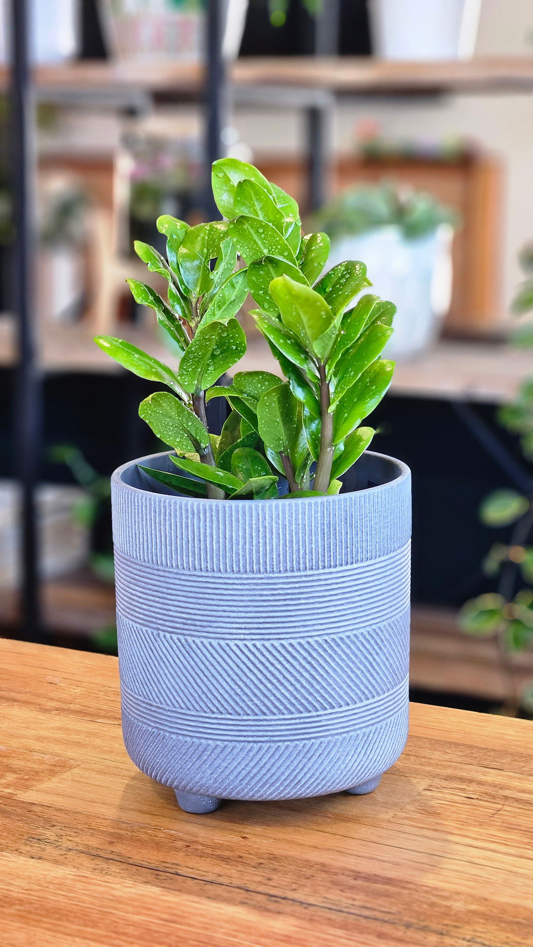 Zanzibar Zenzii 150mm