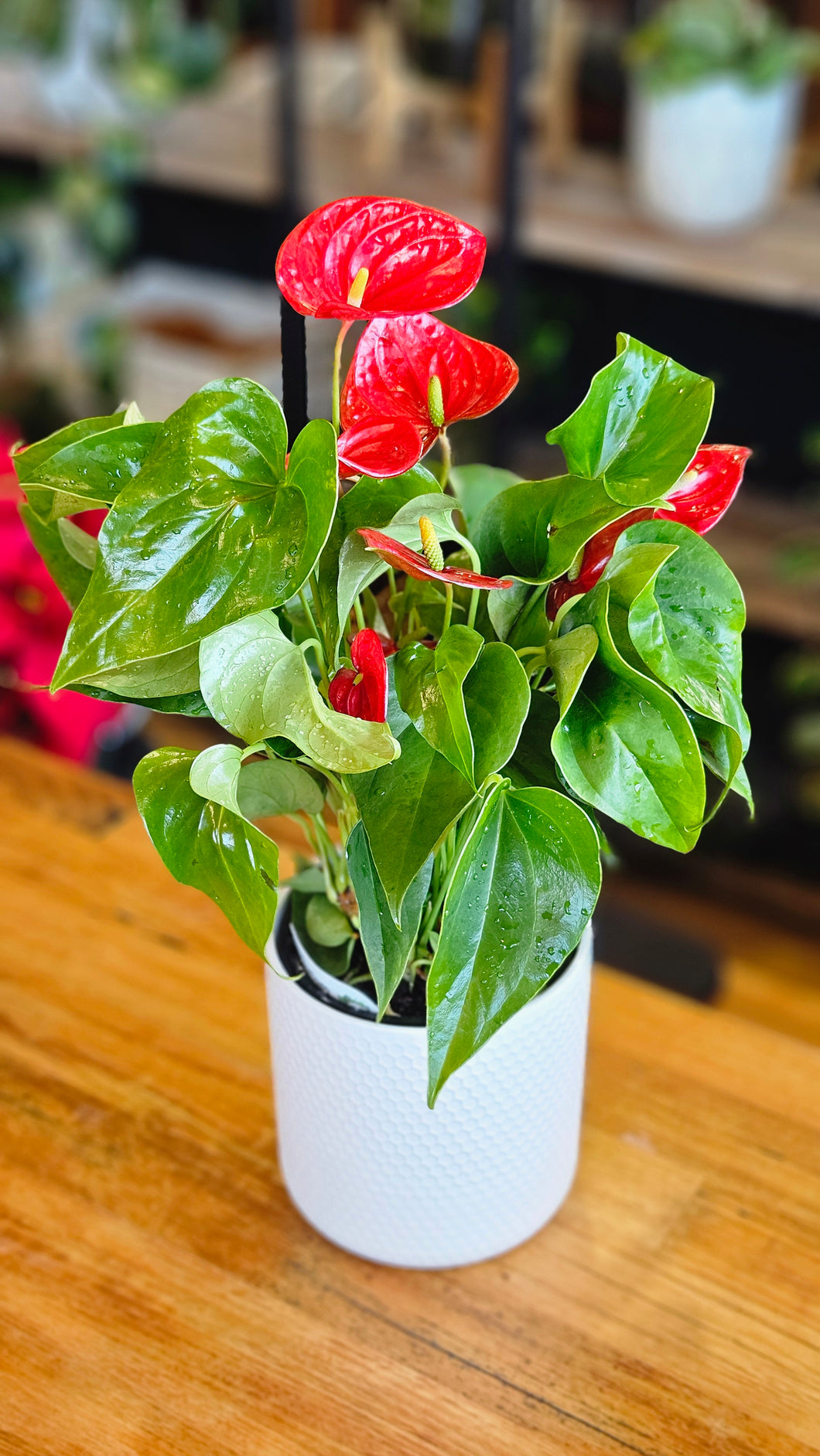 Anthurium Andreanum (Red flowering) 150mm