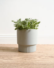 Load image into Gallery viewer, Culotta Light Grey Pot
