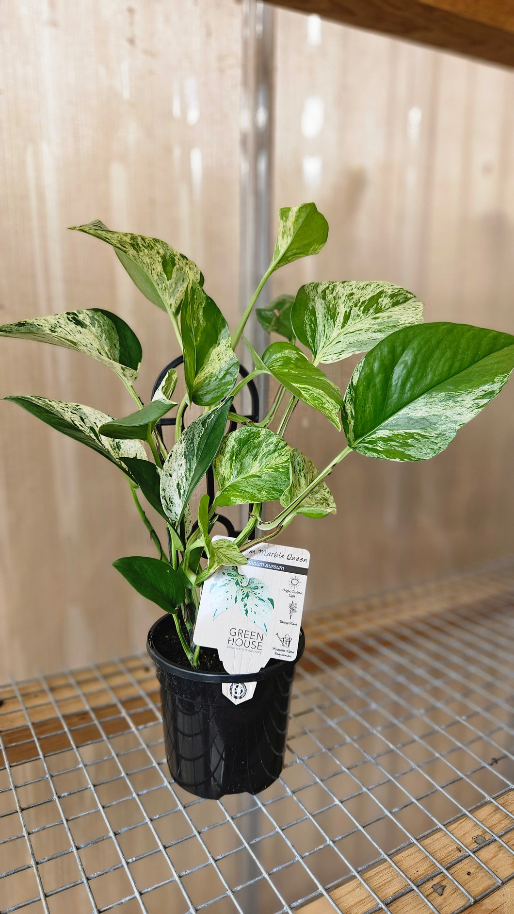 Marble Queen Epipremnum 130mm