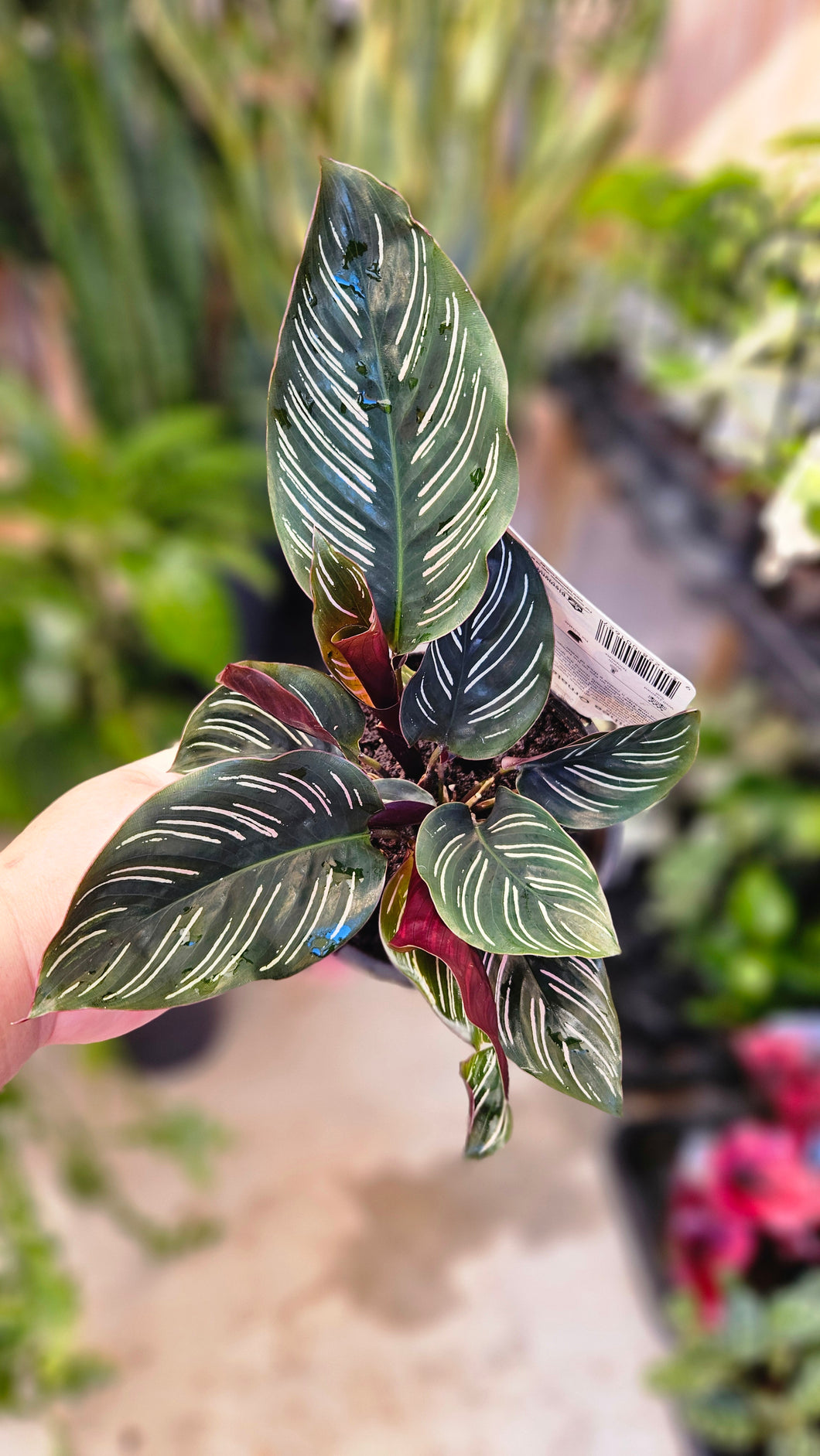Calathea Ornata Pinstripe 130mm