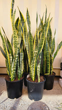Load image into Gallery viewer, Sanseveria Trifaciata Laurentii 240mm
