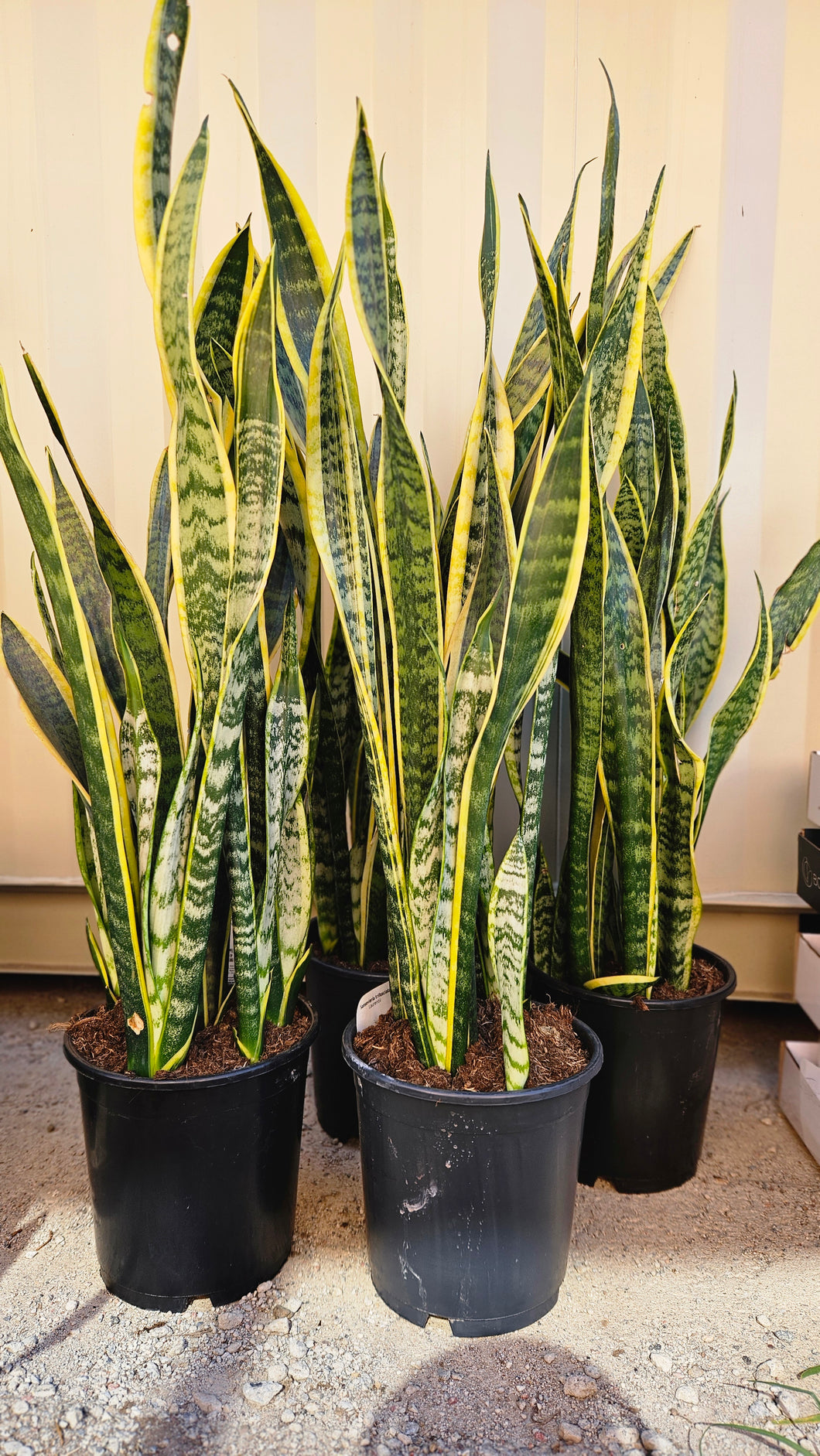 Sanseveria Trifaciata Laurentii 240mm