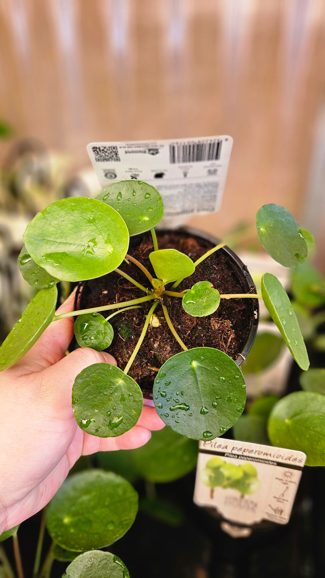Pilea Peperomoides (Money Plant) 130mm