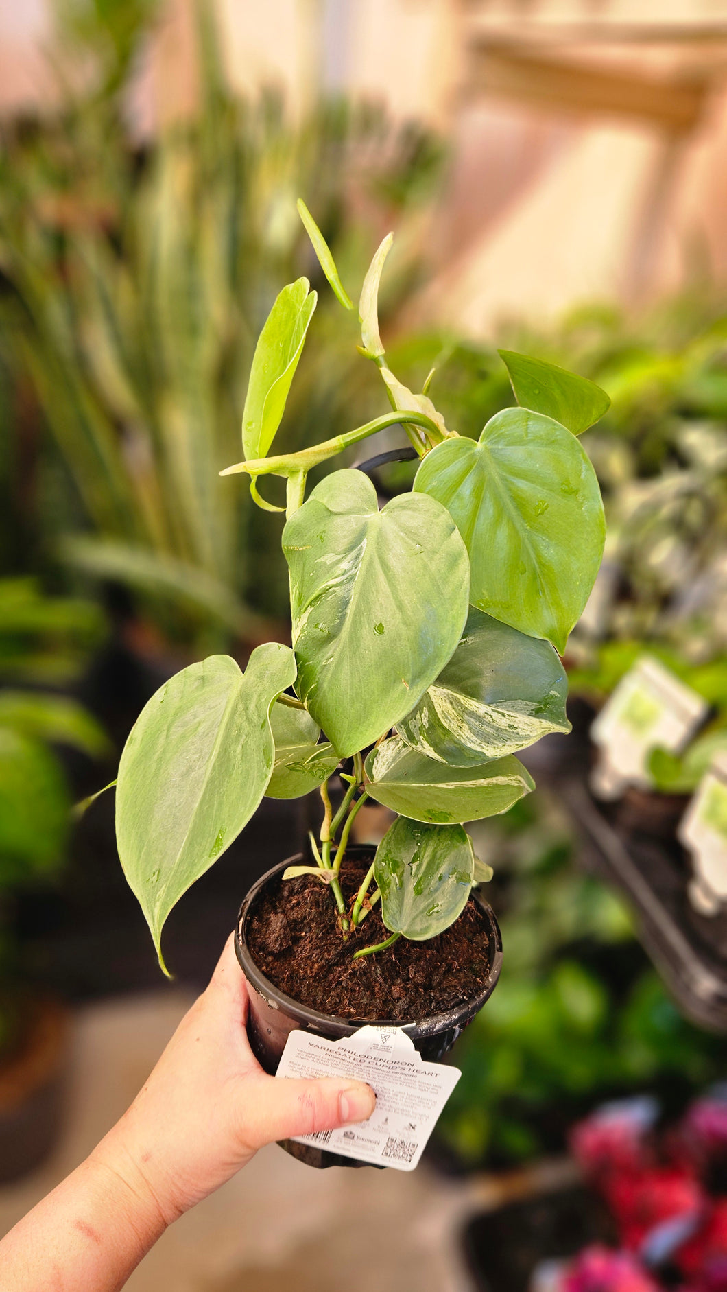 Philodendron Heartleaf Varigated 130mm