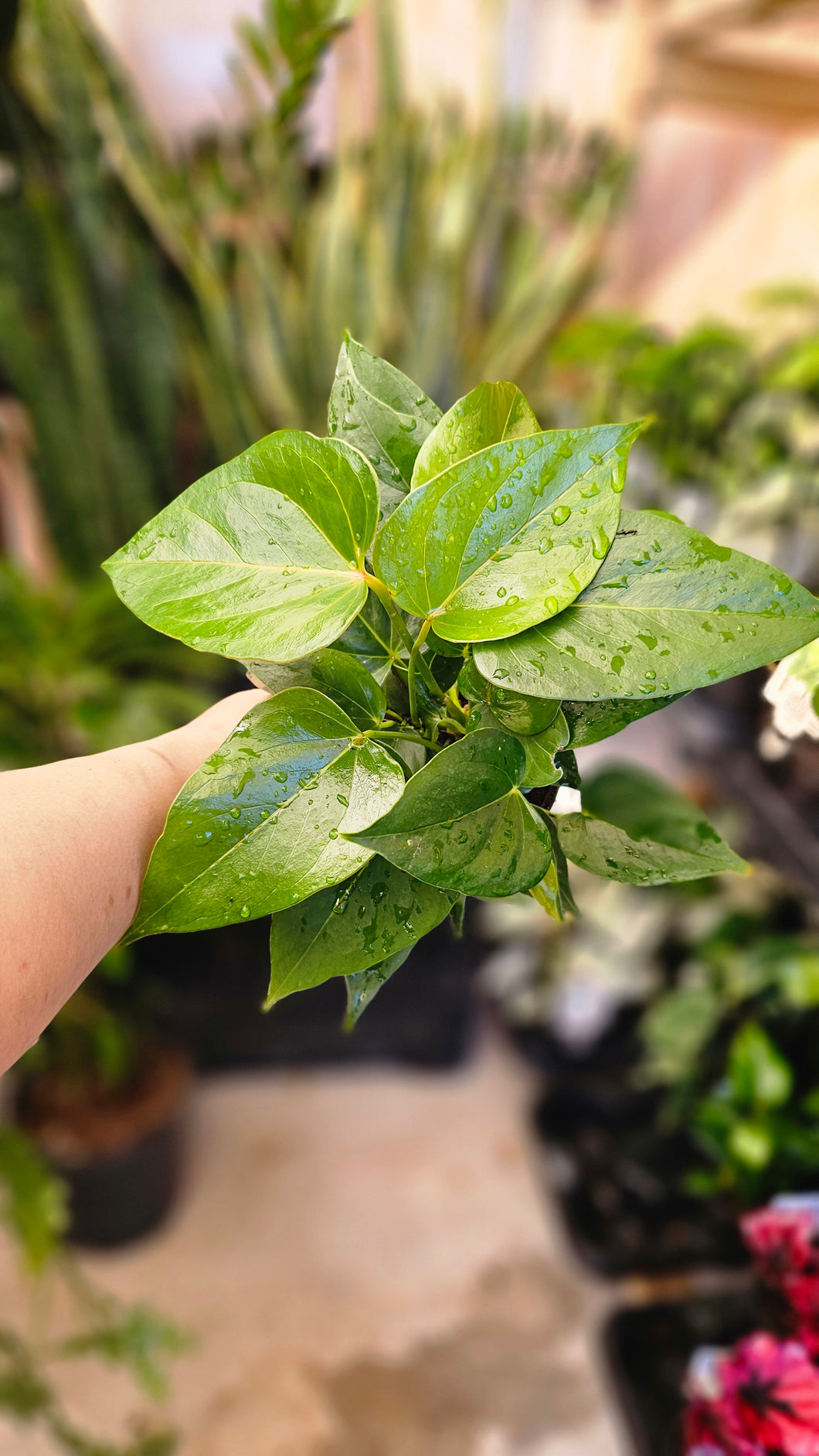 Anthurium Red Flower 130mm